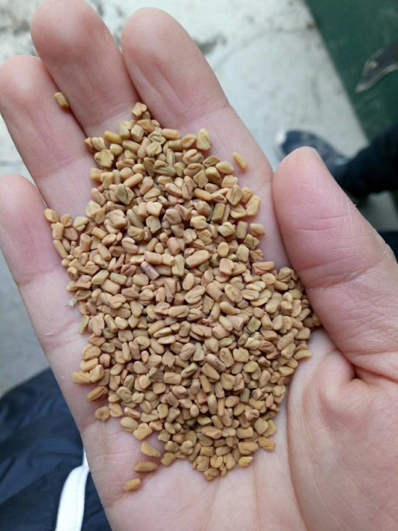 芦巴籽中药材常年经营各种中药材