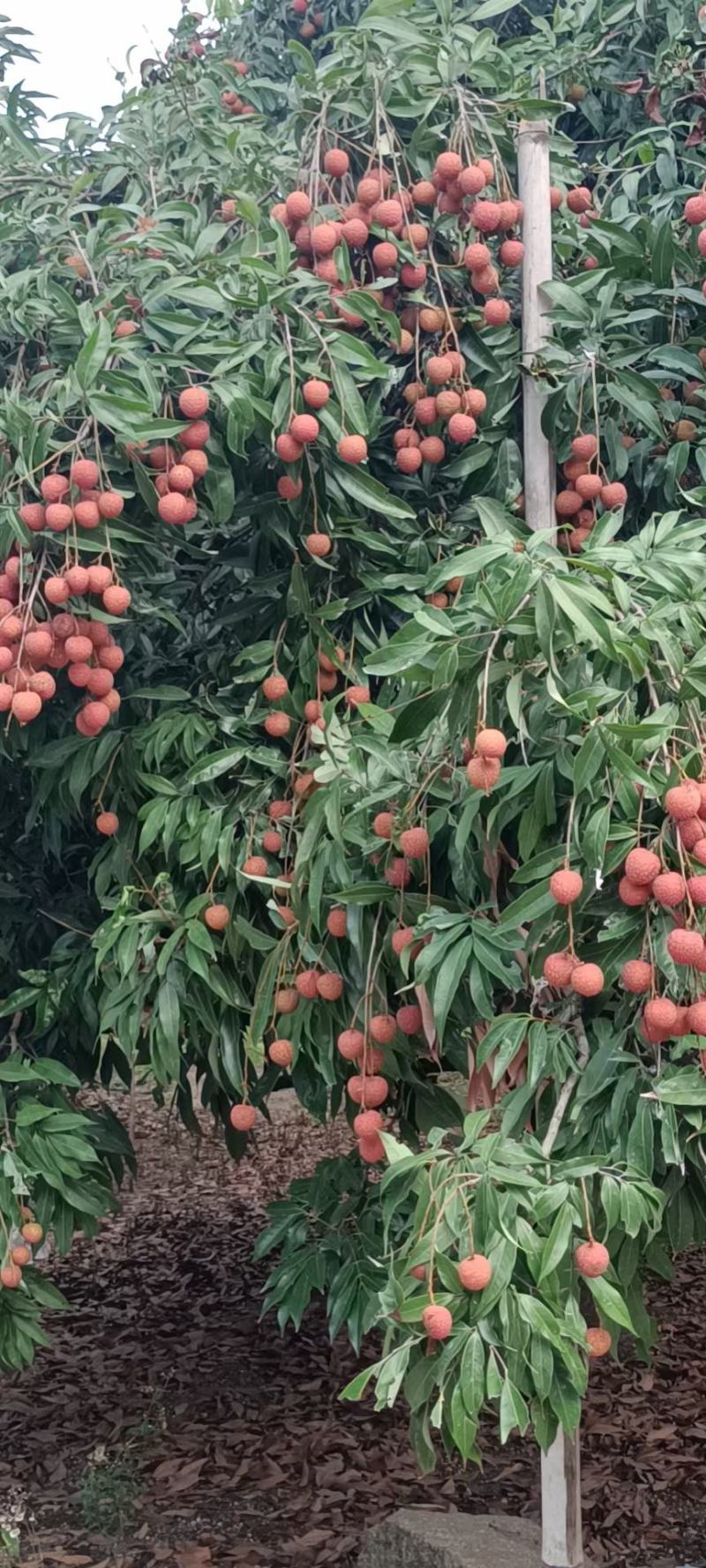 漳州乌叶荔枝
