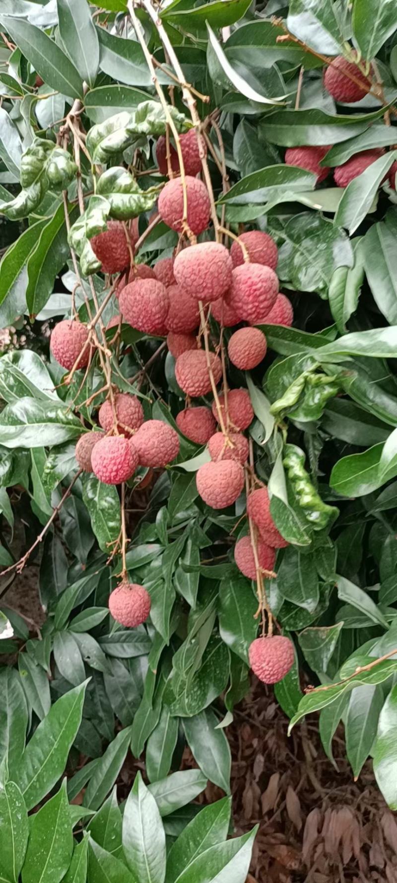 漳州乌叶荔枝