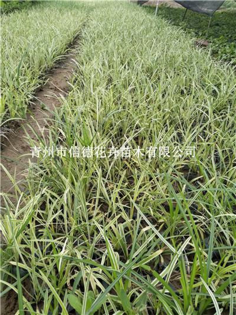 金边麦冬，规格齐全，一手货源，大量有货，基地直发