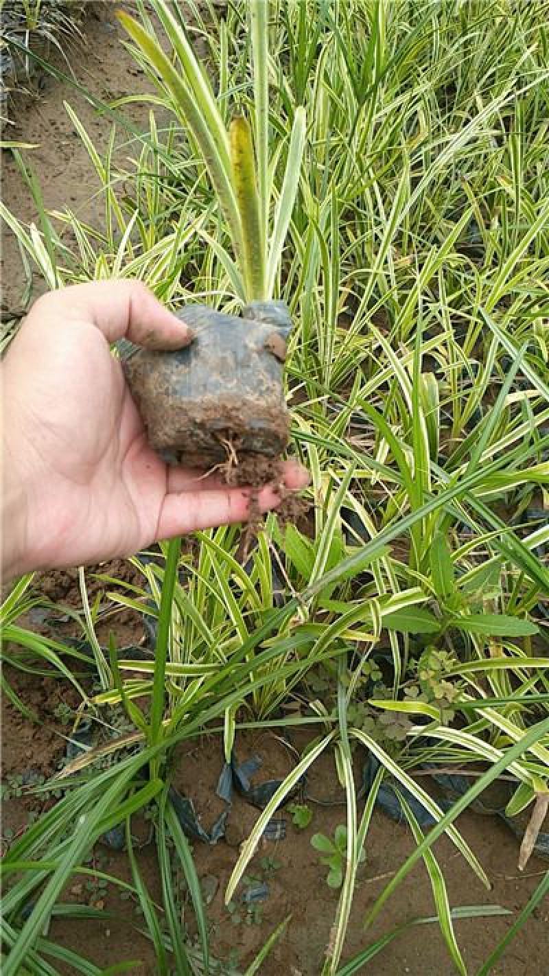 金边麦冬，规格齐全，一手货源，大量有货，基地直发