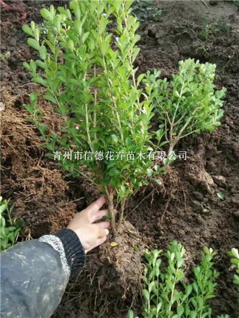 小叶黄杨苗木，瓜子黄杨，一手货源，大量有货