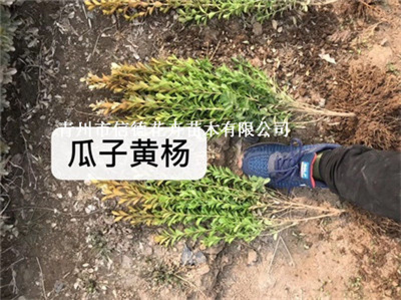 小叶黄杨苗木，瓜子黄杨，一手货源，大量有货