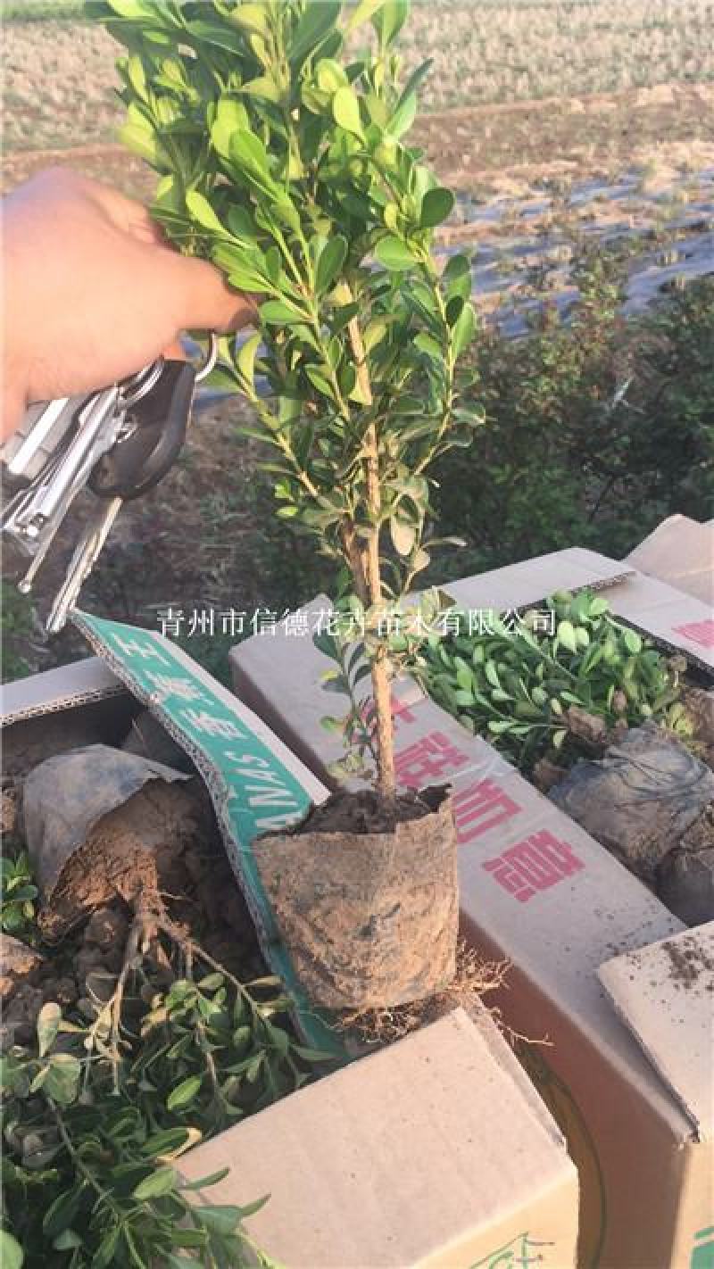 小叶黄杨苗木，瓜子黄杨，一手货源，大量有货