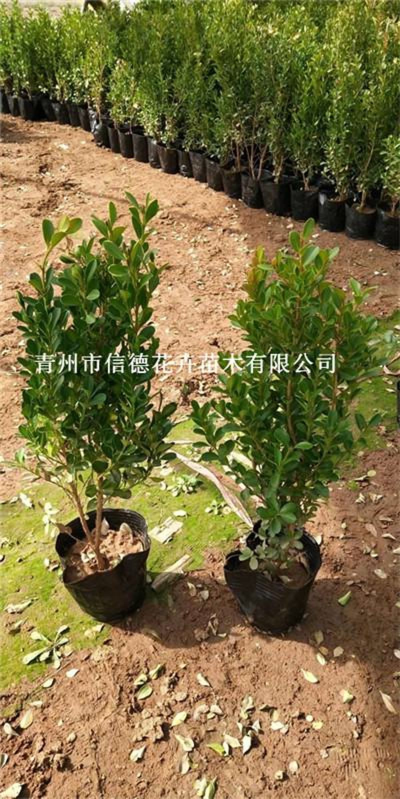 小叶黄杨苗木，瓜子黄杨，一手货源，大量有货