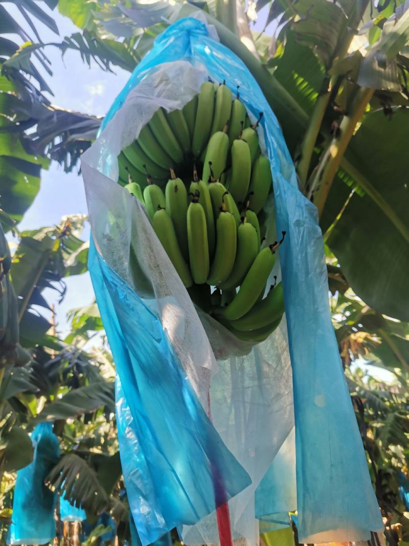 广东芭蕉徐闻香蕉大基地香蕉广东香蕉