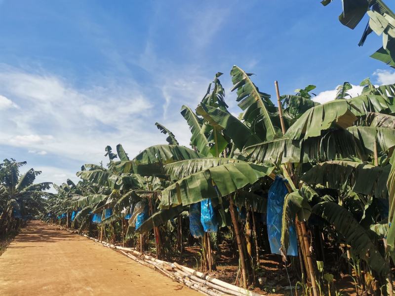 广东芭蕉徐闻香蕉大基地香蕉广东香蕉