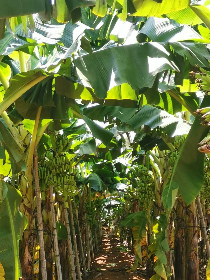 广东芭蕉徐闻香蕉大基地香蕉广东香蕉