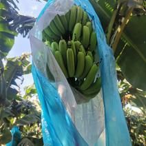巴西蕉广东香蕉大基地种植香蕉