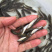 优质银鳕鱼苗，基地直供，苗好价优，支持全国发货。