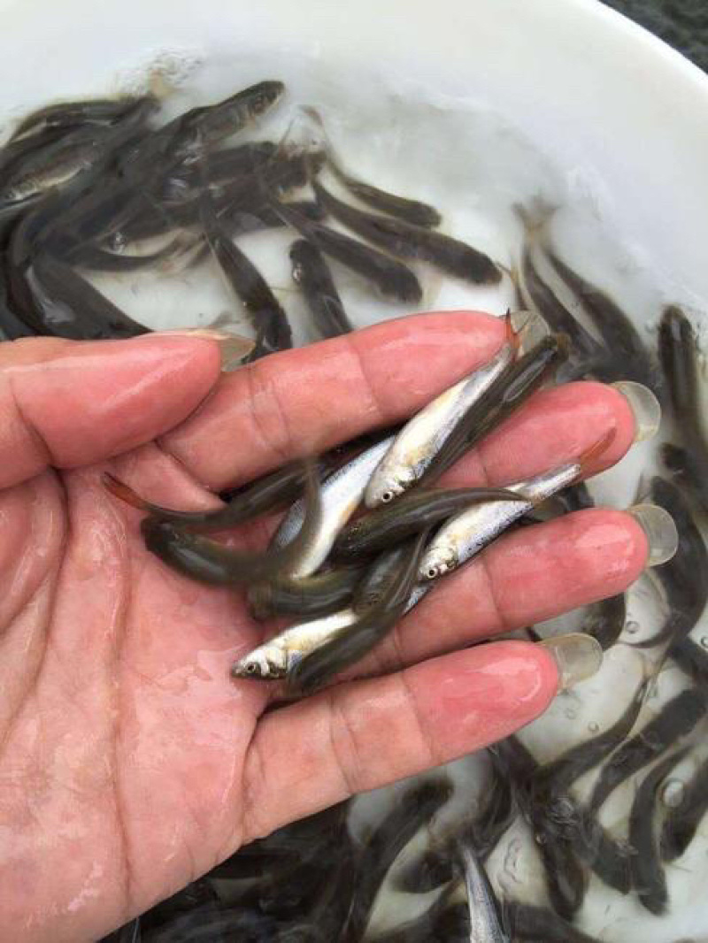优质银鳕鱼苗，基地直供，苗好价优，支持全国发货。