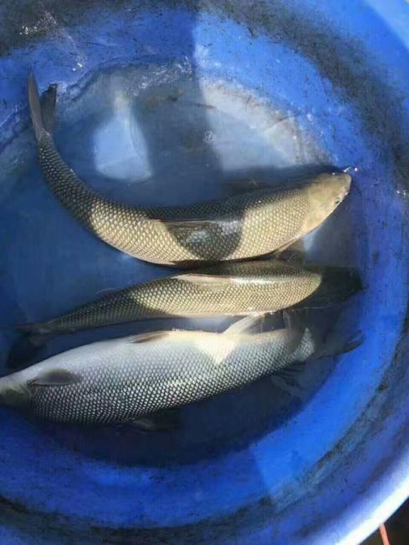 优质银鳕鱼苗，基地直供，苗好价优，支持全国发货。