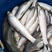 优质银鳕鱼苗，基地直供，苗好价优，支持全国发货。