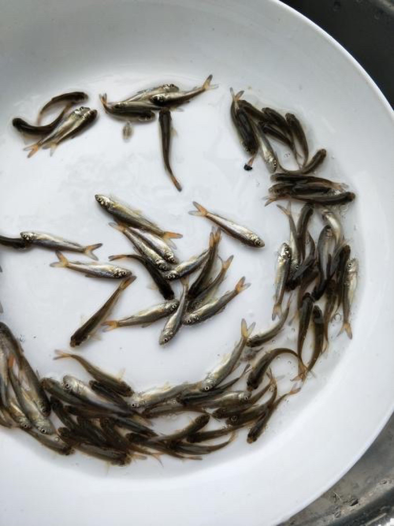 优质银鳕鱼苗，基地直供，苗好价优，支持全国发货。