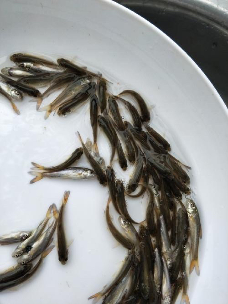 优质银鳕鱼苗，基地直供，苗好价优，支持全国发货。