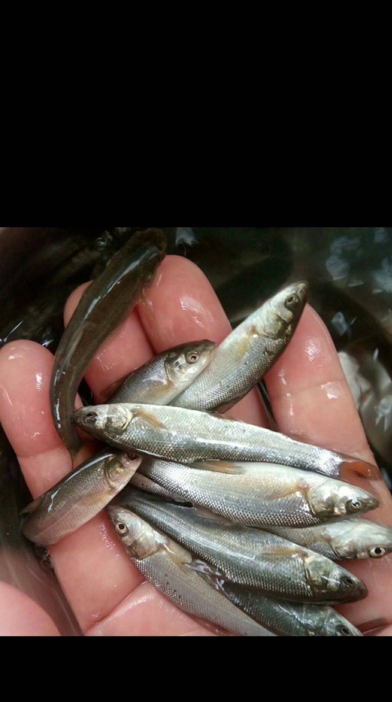 优质银鳕鱼苗，基地直供，苗好价优，支持全国发货。