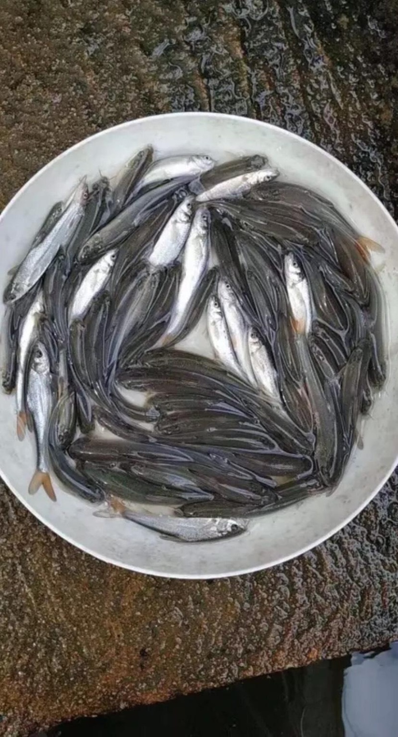 优质银鳕鱼苗，基地直供，苗好价优，支持全国发货。