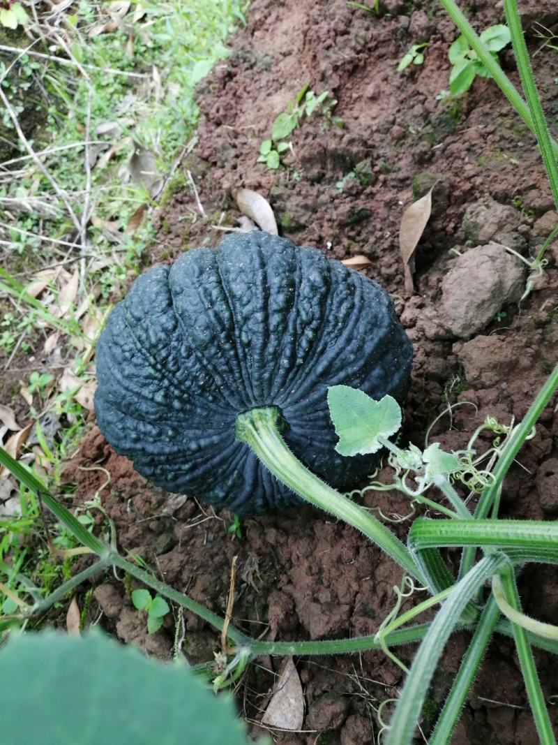 赖子南瓜，