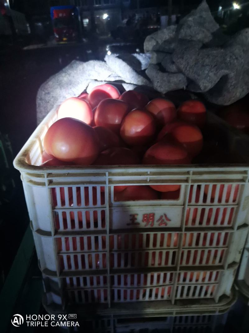 西红柿优质货，质量好，大小差不多，色好果正，量大，欢迎你