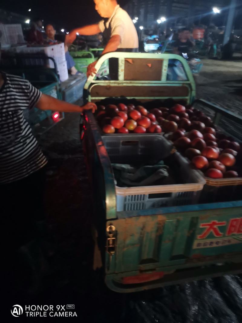 西红柿优质货，质量好，大小差不多，色好果正，量大，欢迎你