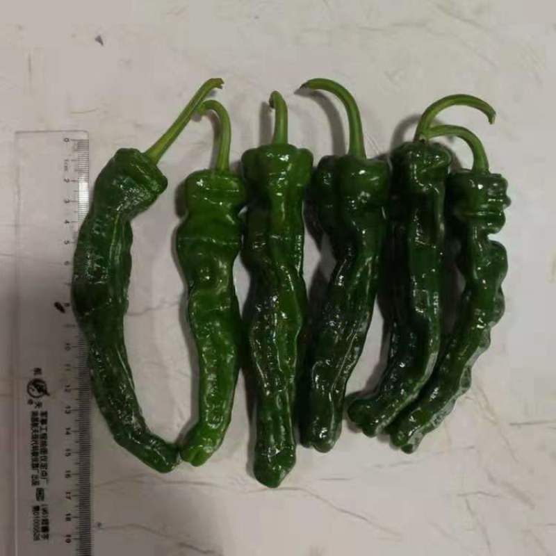 陕北定边小皱皮辣椒，新品种，质量好，物美价廉