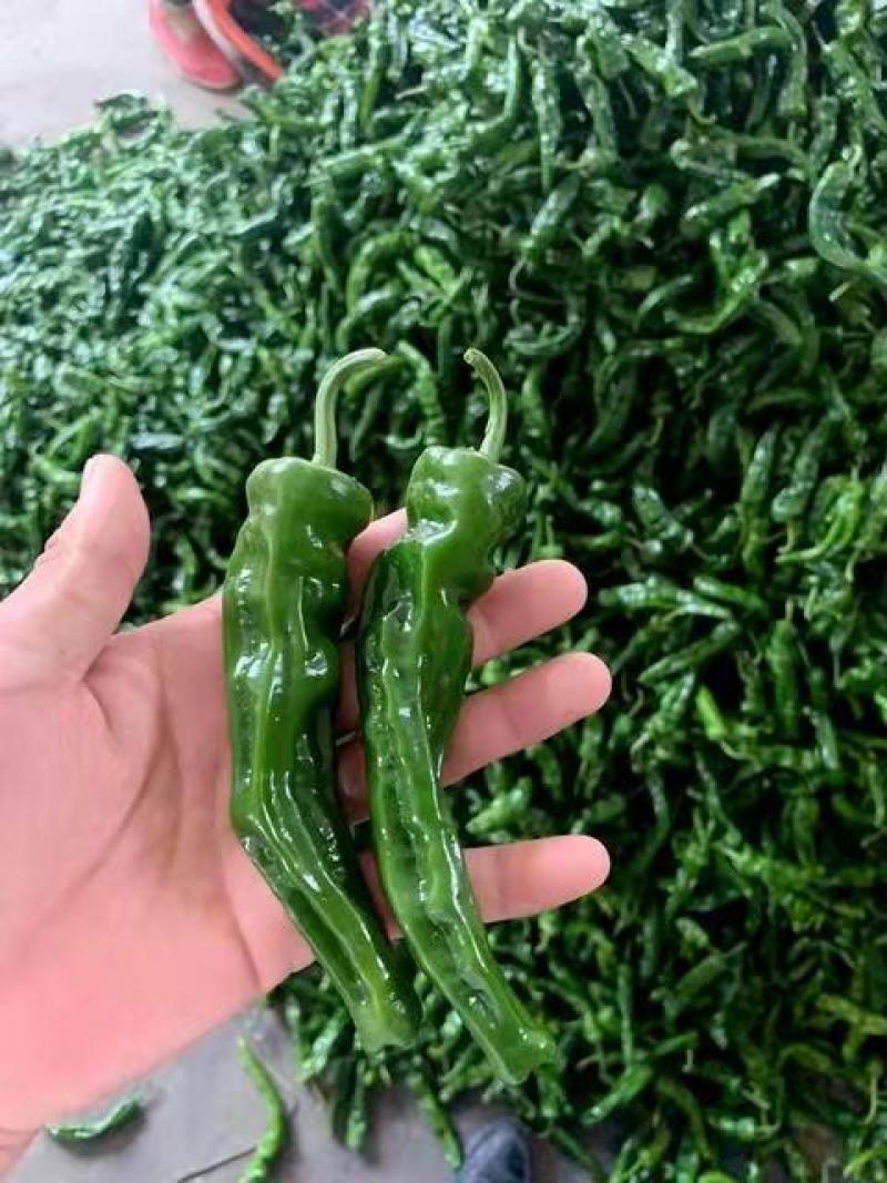 陕北定边小皱皮辣椒，新品种，质量好，物美价廉