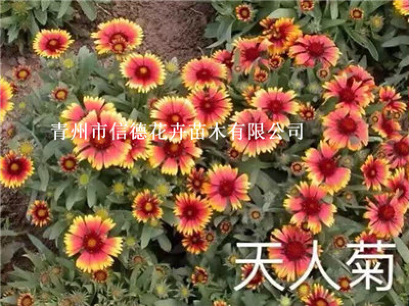 天人菊，大花，营养钵苗，大量有货，基地直发，一手货源