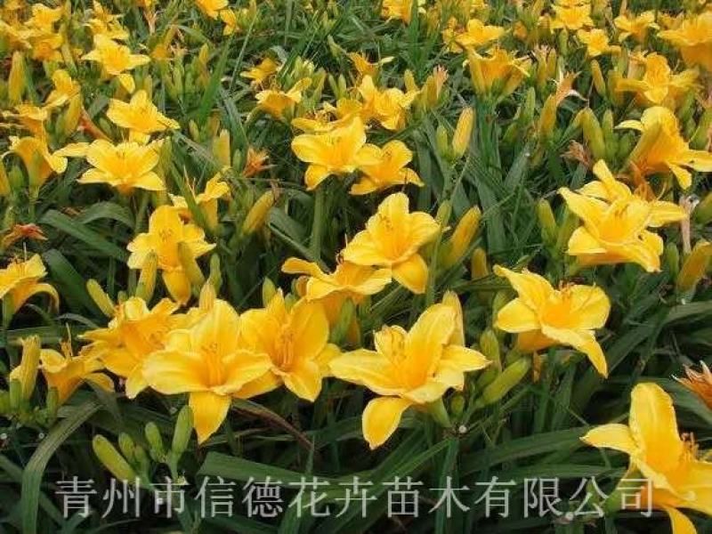 金娃娃萱草，大量有货，基地直发，一手货源