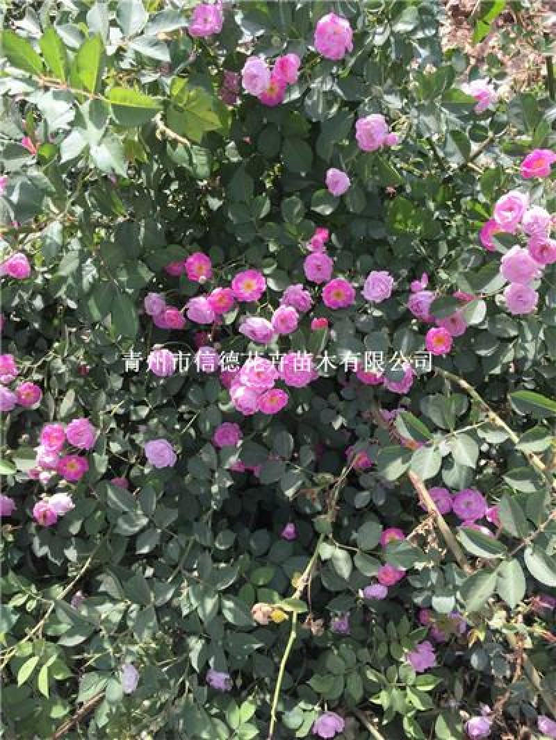 粉花蔷薇，白色，红色都有货，大量有货，基地直发