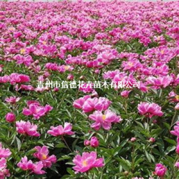 芍药，大量有货，基地直发，一手货源，山东青州货源