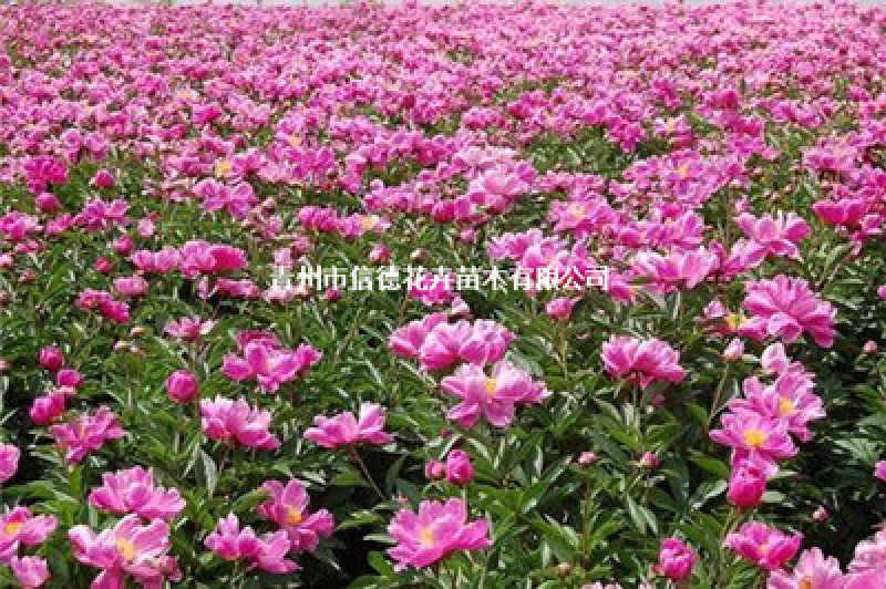 芍药，大量有货，基地直发，一手货源，山东青州货源