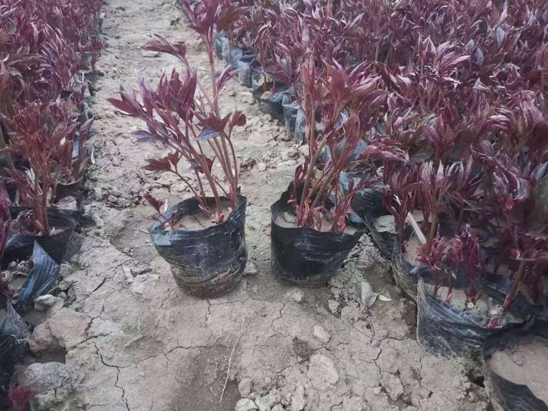 芍药，大量有货，基地直发，一手货源，山东青州货源