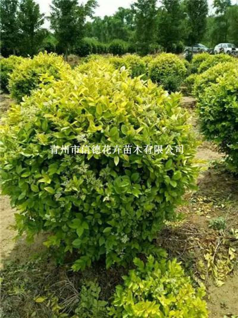 卫矛球，60-100，大量有货，基地直发，一手货源