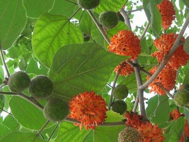 构树种子构树树苗种子构树苗种子优质构树种子林木种子