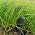 青绿苔草，营养钵苗，绿化专用，一手货源，基地直发