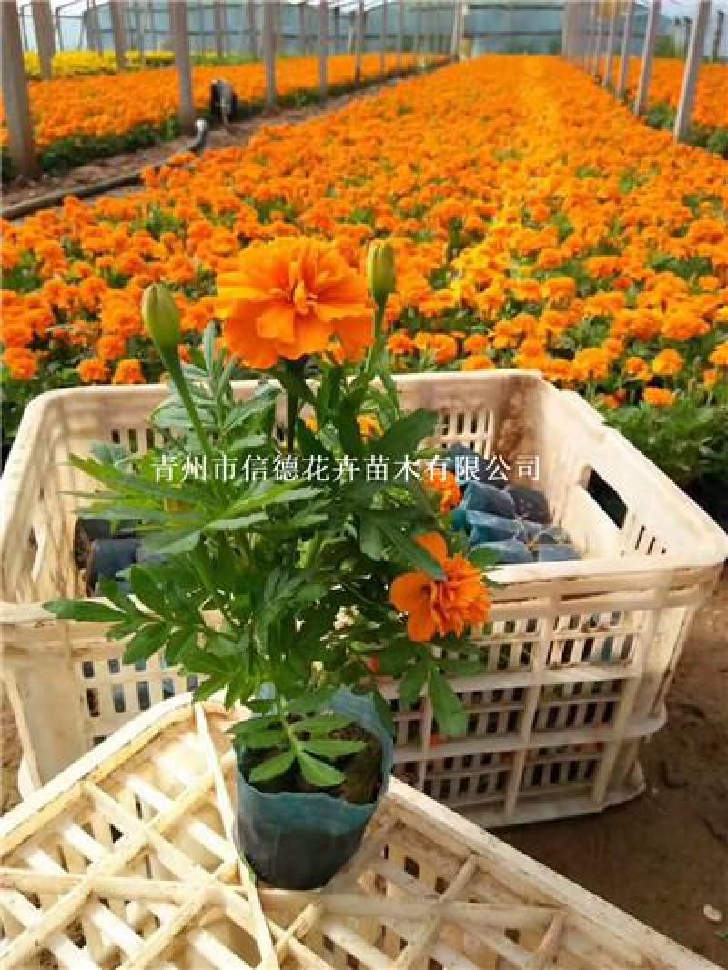 孔雀草，规格齐全，黄色，橙色，大量有货，基地直发