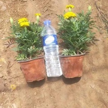 孔雀草，规格齐全，黄色，橙色，大量有货，基地直发
