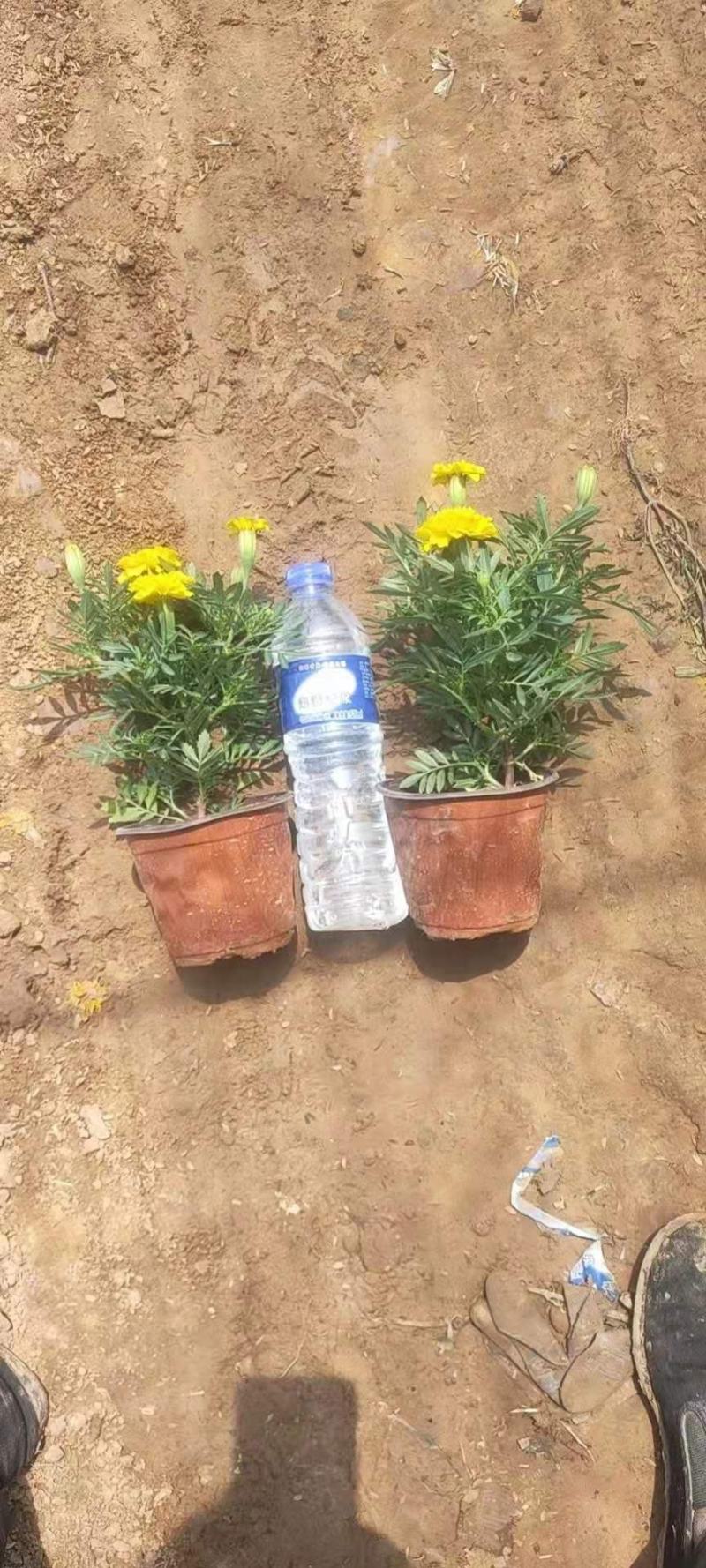 孔雀草，规格齐全，黄色，橙色，大量有货，基地直发