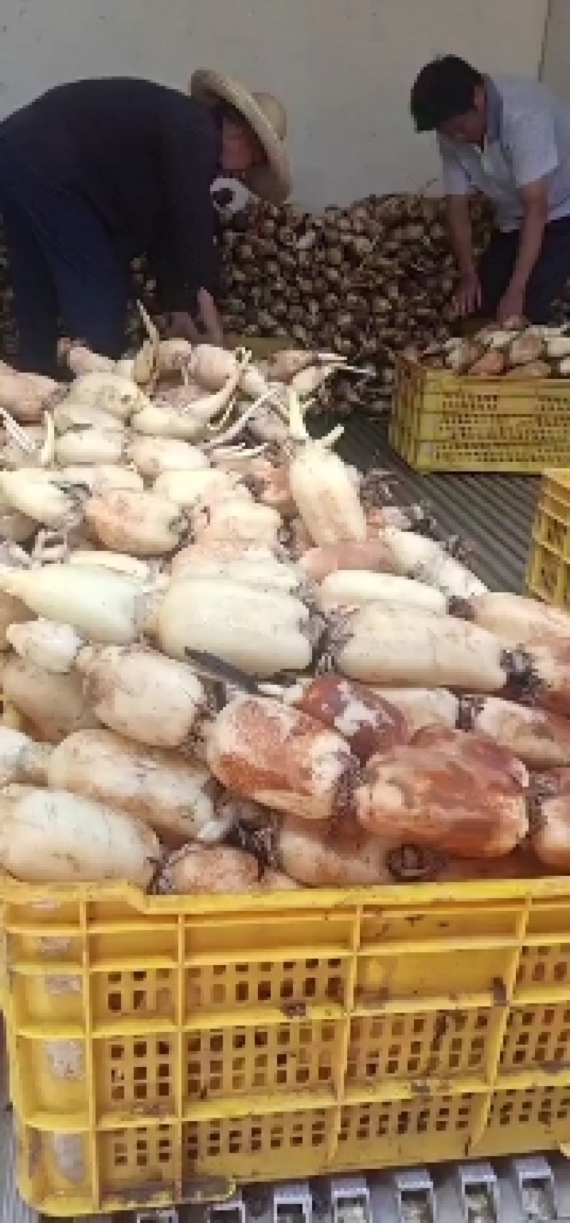 六号莲藕大量上市