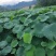 六号莲藕大量上市