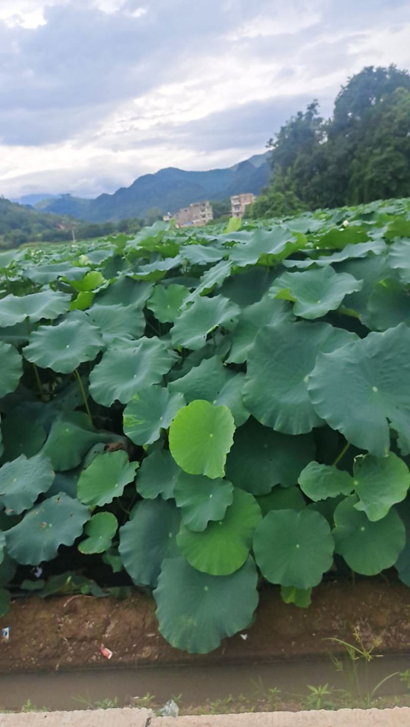 六号莲藕大量上市