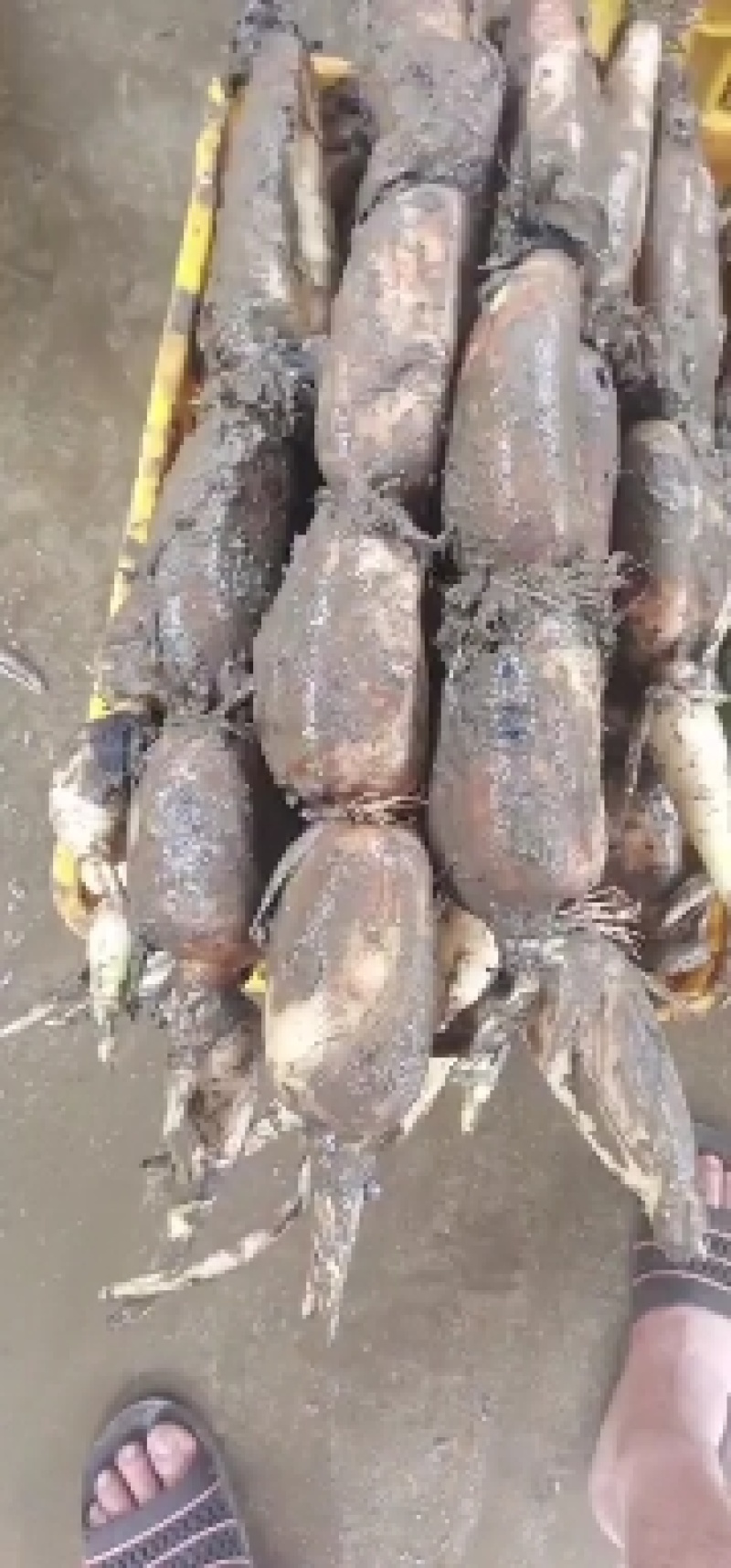 六号莲藕大量上市