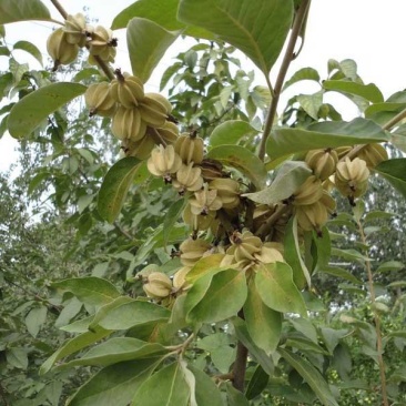 林木种子翅果油树种子翅果油树苗种植提供种植技术