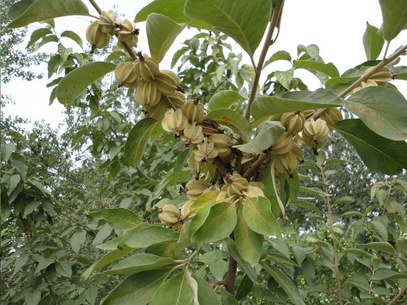 林木种子翅果油树种子翅果油树苗种植提供种植技术