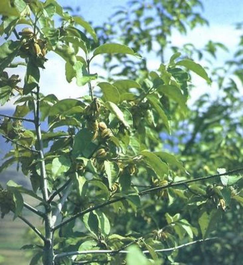 林木种子翅果油树种子翅果油树苗种植提供种植技术