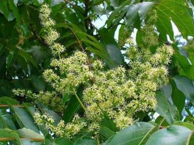 林木种子翅果油树种子翅果油树苗种植提供种植技术