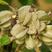 林木种子翅果油树种子翅果油树苗种植提供种植技术