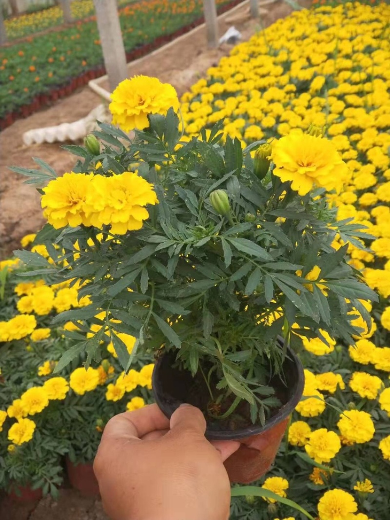 孔雀草，黄花，红花，基地直供，大盆小盆，单季开花