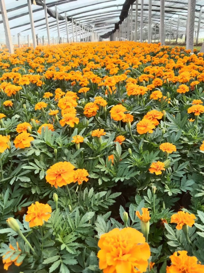 孔雀草，黄花，红花，基地直供，大盆小盆，单季开花