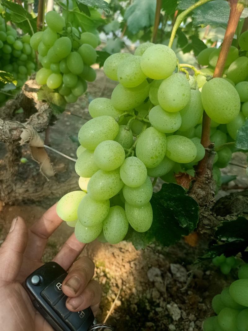 青提维多利亚大量上市，颜色鲜黄，口感上乘，有需要老板联系